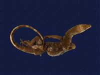 藏品(巨蜥類)的圖片